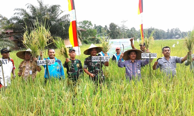 Hasil Panen Padi Sawah Tadah Hujan di Sentajo Raya Meningkat